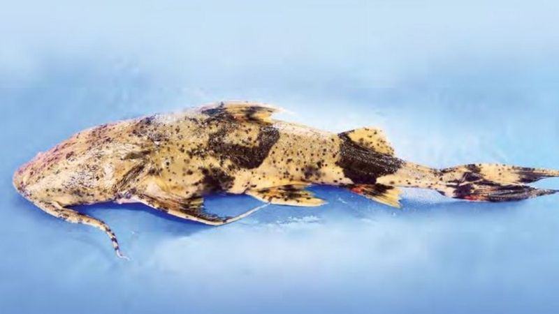 বিলুপ্ত প্রায় মাছগুলো যেভাবে ফিরে এলো?