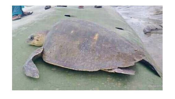 কুয়াকাটা সৈকতে ভেসে এলো বিরল প্রজাতির কচ্ছপ