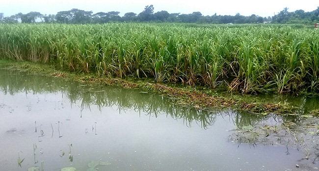 কেরু চিনিকলের ৮০০ একর আখ পানিতে, উৎপাদন হ্রাসের আশঙ্কা