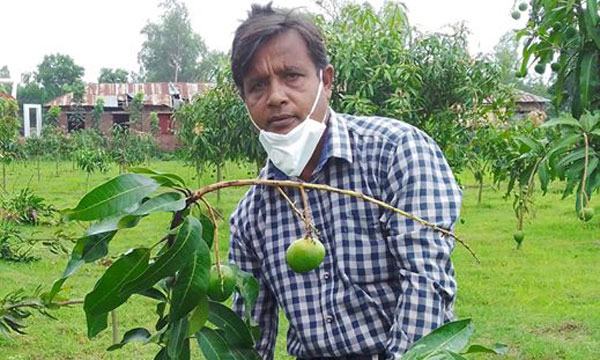 দিনাজপুরের নবাবগঞ্জে ৯১ লাখ টাকার আম নিয়ে ব্যবসায়ী উধাও