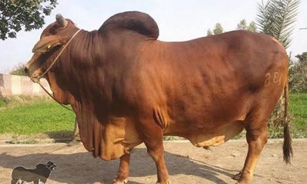 অনলাইন পশুর হাট