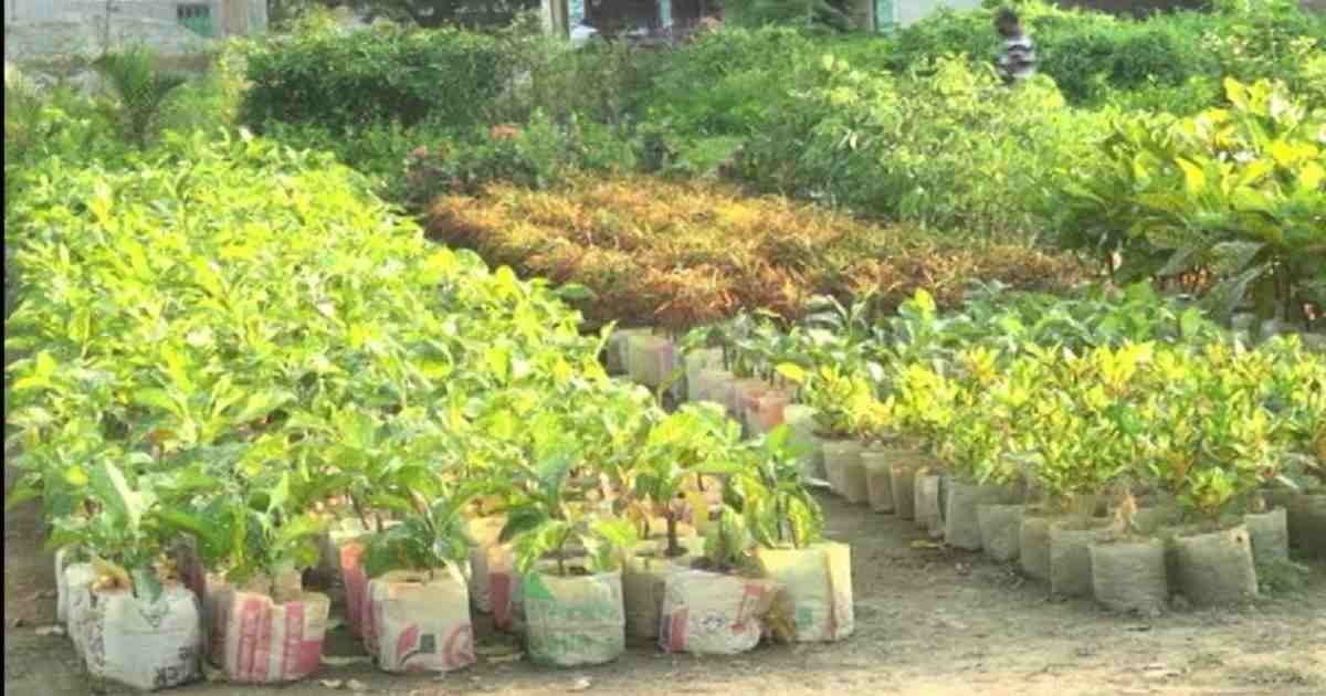 করোনা ও বন্যায় ক্ষতির মুখে নার্সারি ব্যবসায়ীরা