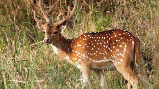 সুন্দরবন থেকে ৩০ কেজি হরিণের গোস্ত উদ্ধার