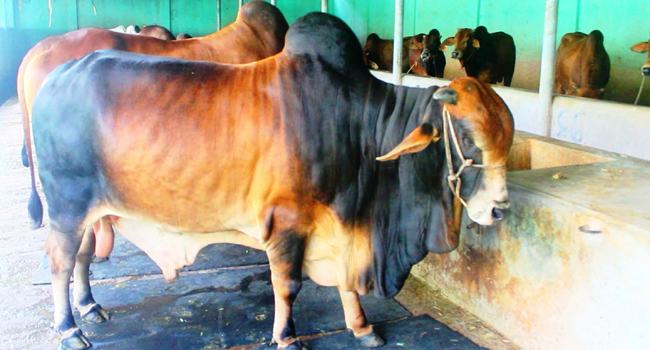 চুয়াডাঙ্গায় কোরবানির জন্য প্রস্তুত দেড় লক্ষাধিক পশু, সাড়া নেই অনলাইন হাটে