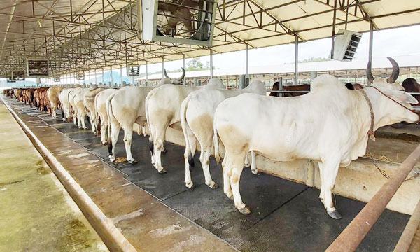 মিরসরাইয়ে কোরবানির পশু নিয়ে খামারিদের কপালে চিন্তার ভাঁজ