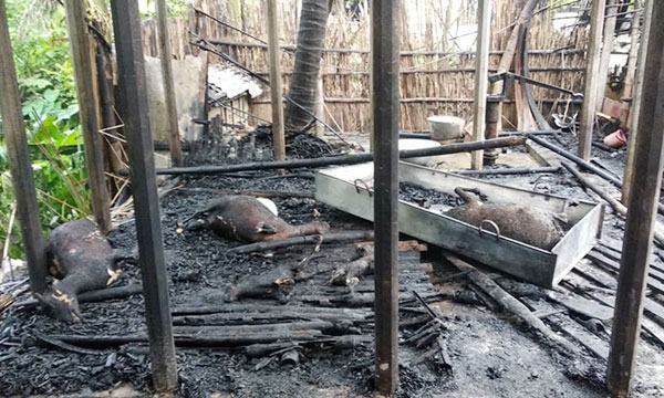 বাগাতিপাড়ায় কয়েলের আগুনে পুড়লো সাতটি ছাগল ও তিনটি ঘর