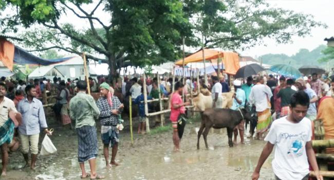 সিংগাইরে কোরবানির পশুর হাটে অতিরিক্ত হাসিল আদায়ের অভিযোগ