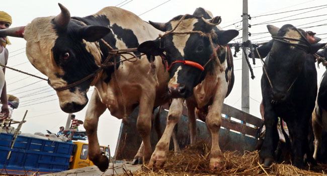 রাজধানীতে পশু বিক্রয়ে মন্দা