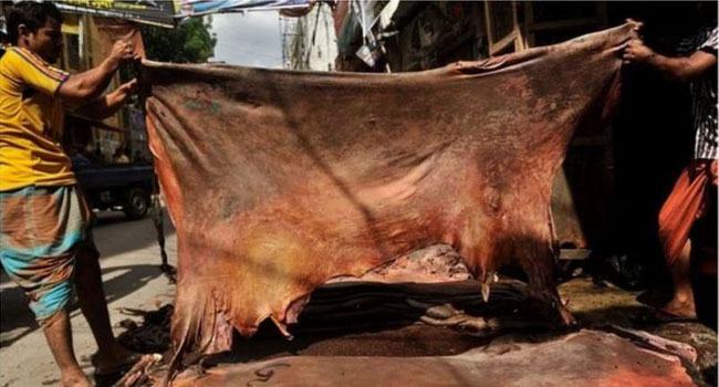 এবারো কোরবানির চামড়ার বাজারে বিপর্যয়?