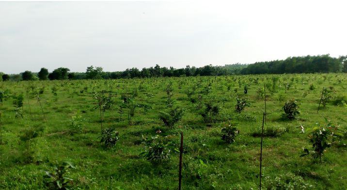 শ্রীবরদীর বনাঞ্চলে এখন সুফল বাগান