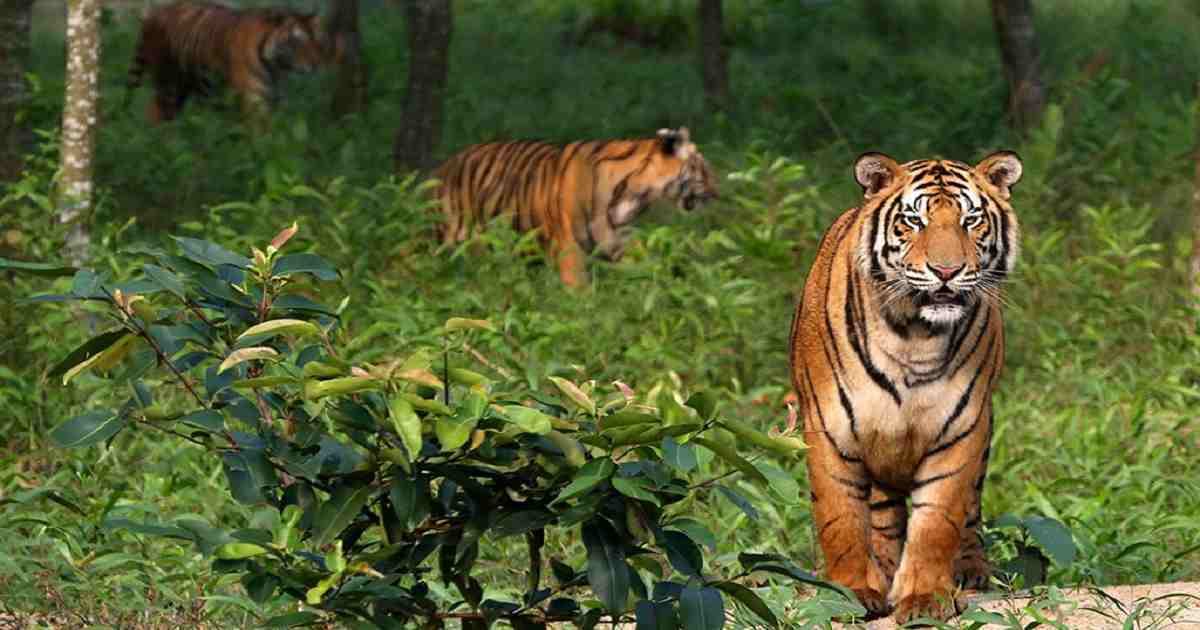 সুন্দরবনে বাঘ স্থানান্তর করতে চায় বন বিভাগ