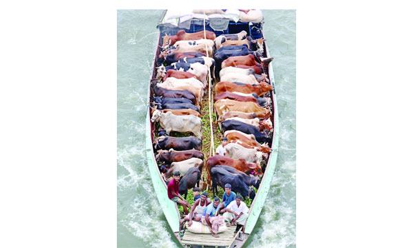 জমে উঠেছে কোরবানির পশুহাট