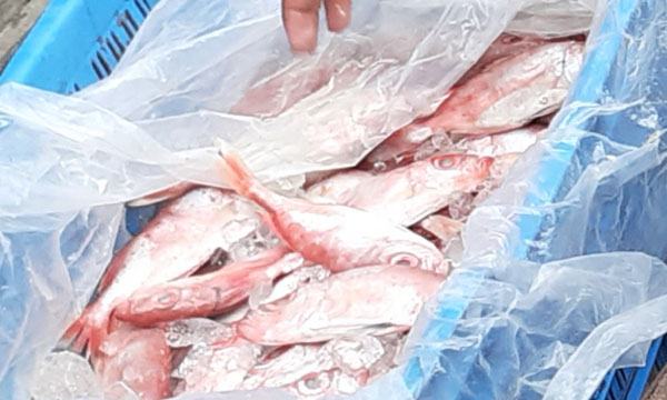 লালমোহনে বিভিন্ন হাটবাজারে কেমিক্যাল মিশ্রিত মাছ বিক্রি