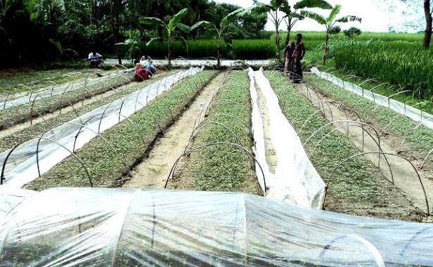 আগাম সবজি চাষে ব্যস্ত কৃষকরা