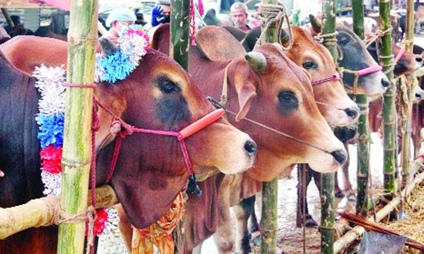 করোনার প্রভাব পশুহাটে