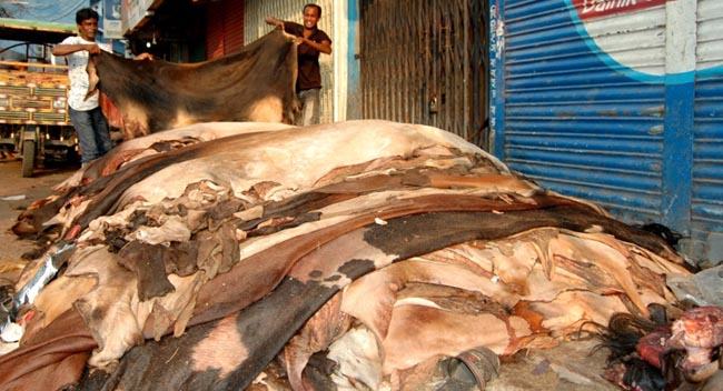 লাখ টাকার গরুর চামড়া ৪শ’ টাকা, ফড়িয়াদের কারসাজি অভিযোগ ব্যবসায়ী সমিতির