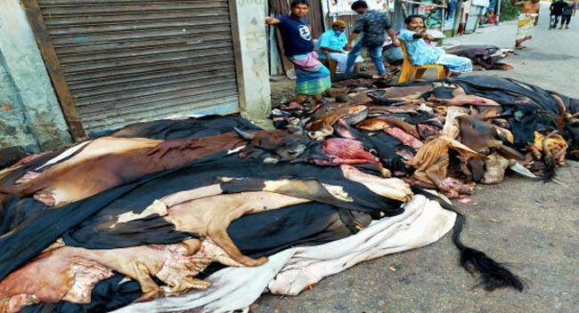 সোনারগাঁওয়ে চামড়ার কোনো চাহিদা নেই, ১০ টাকায় ছাগল ও ২শ’ টাকায় গরুর চামড়া বিক্রি
