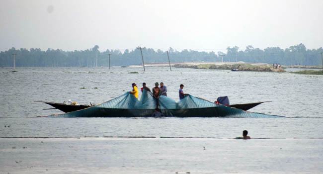 চলন বিলে অবাধে চলছে পোনা মাছ শিকার
