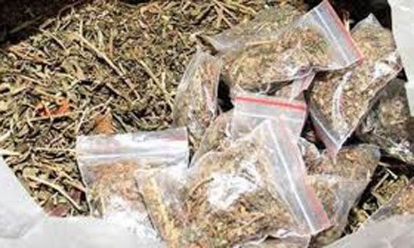 বেনাপোল সীমান্ত থেকে ১০ কেজি গাঁজা উদ্ধার