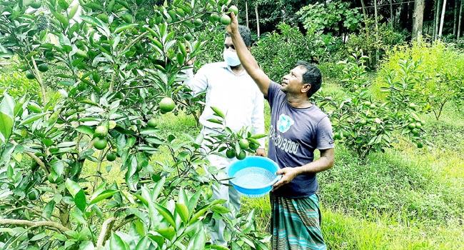রাজনগরে মাল্টা চাষে দিন ফিরেছে আল আমিনের
