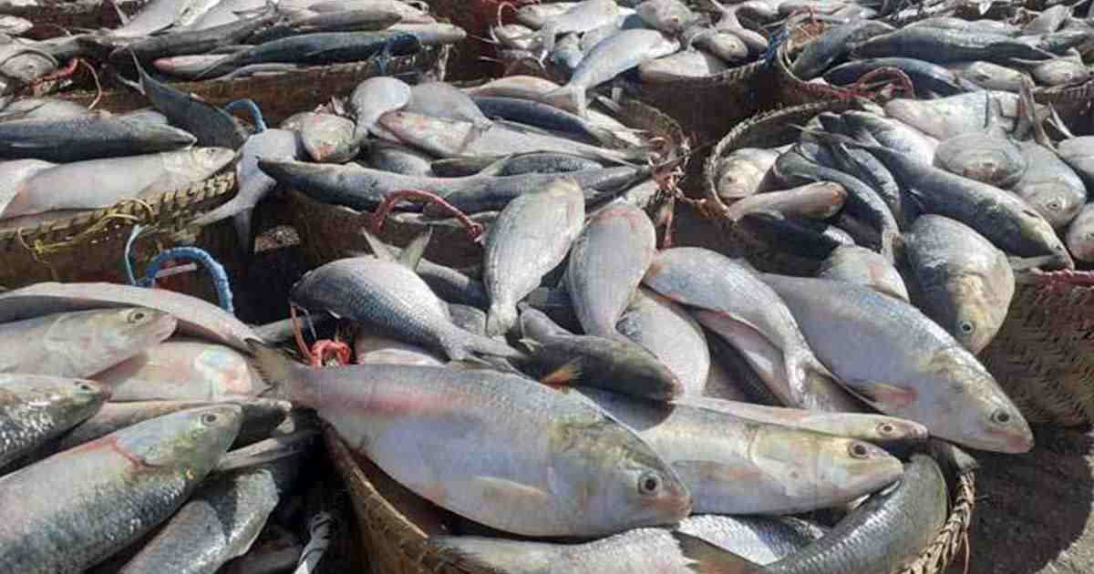 সাগরের ইলিশে সয়লাব খুলনার বাজার