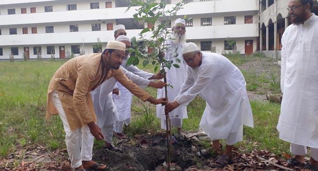 টঙ্গী তা’মীরুল মিল্লাত মাদ্রাসায় বৃক্ষরোপণ কর্মসূচী পালিত