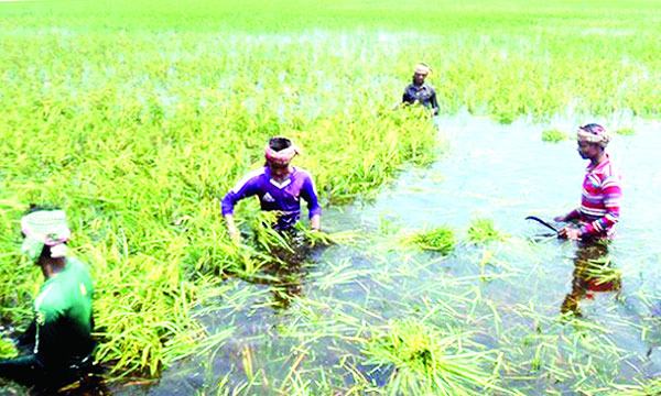 বন্যা ও করোনায় কৃষকের ক্ষতি ৫৭ হাজার কোটি টাকার বেশি