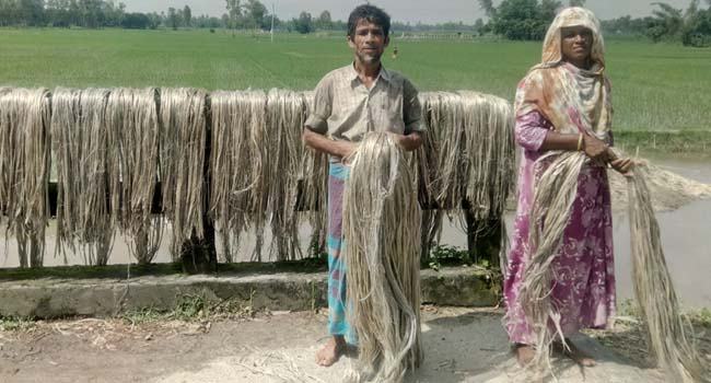 রুহিয়ায় পাটের বাম্পার ফলনে খুশি কৃষক