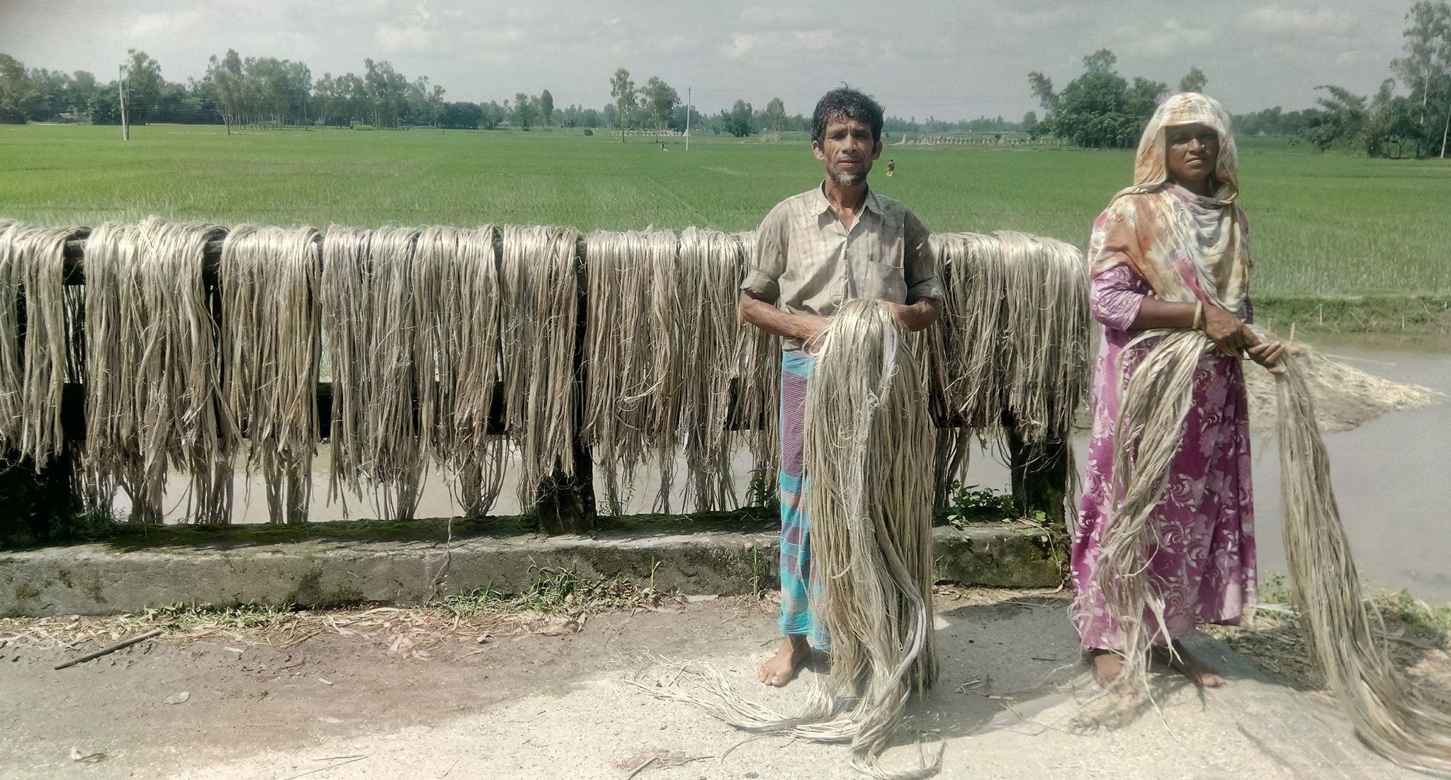 রুহিয়ায় পাটের বাম্পার ফলন, কৃষকের মুখে হাসি