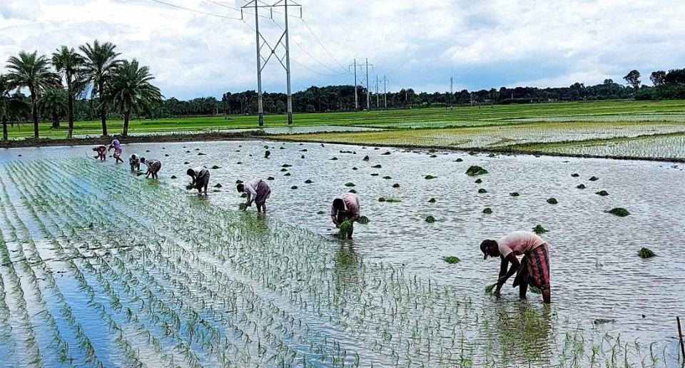 পুঠিয়ায় রোপা-আমন ধান রোপণে ব্যস্ত চাষিরা