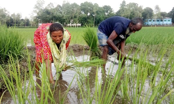 রুহিয়ায় আমন ধান রোপনের শেষ পর্যায়ে ব্যস্ত কৃষাণ-কৃষাণী
