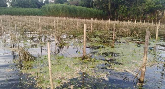 সিংগাইরে নামতে শুরু করেছে বন্যার পানি, দৃশ্যমান হচ্ছে ক্ষয়ক্ষতি