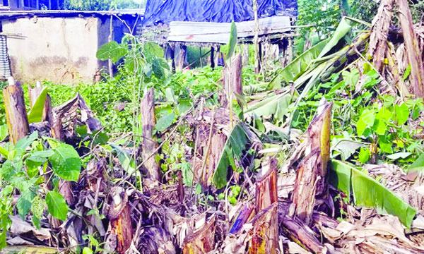 ভালুকায় দরিদ্র কৃষকের দেড় হাজার কলাগাছ নিধন