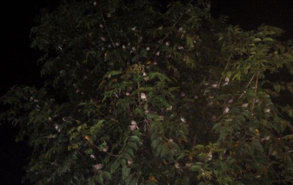 শেষ বিকেলে ঘরমুখী মানুষদের ক্লান্তি দূর করে পাখির কলতান