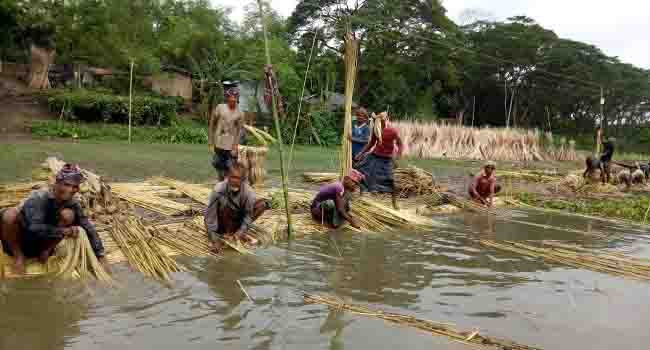 চুয়ডাঙ্গায় ’সোনালি আঁশ’ নিয়ে ব্যস্ত সময় পার করছে চাষিরা