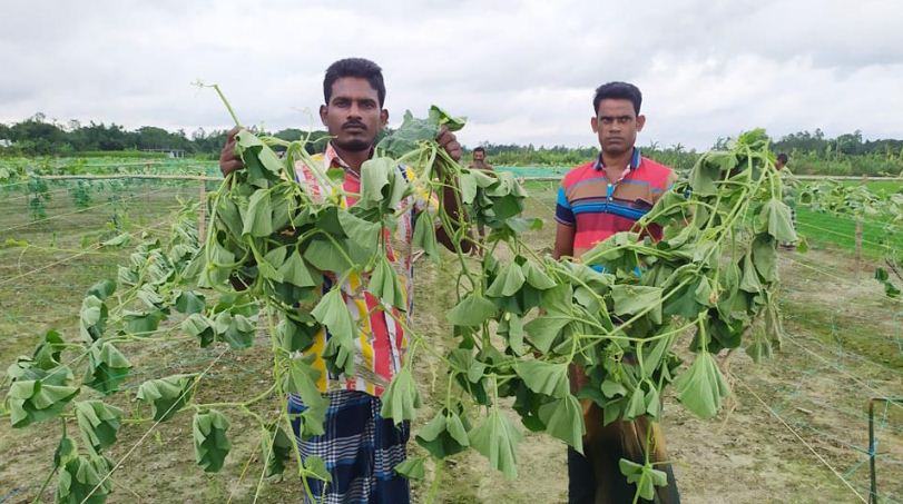 ফসলের সাথে শত্রুতা!