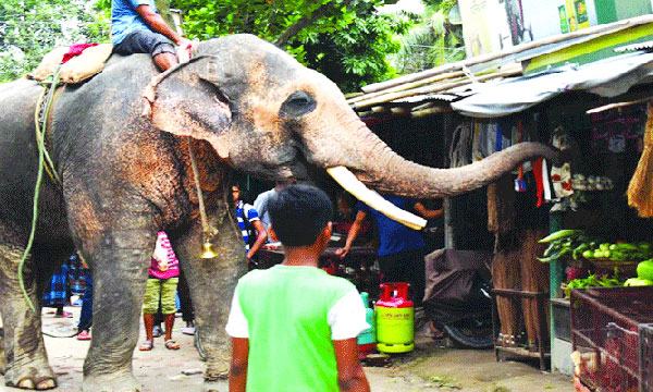 হাতি দিয়ে চাঁদাবাজি, অতিষ্ট ব্যবসায়ীরা