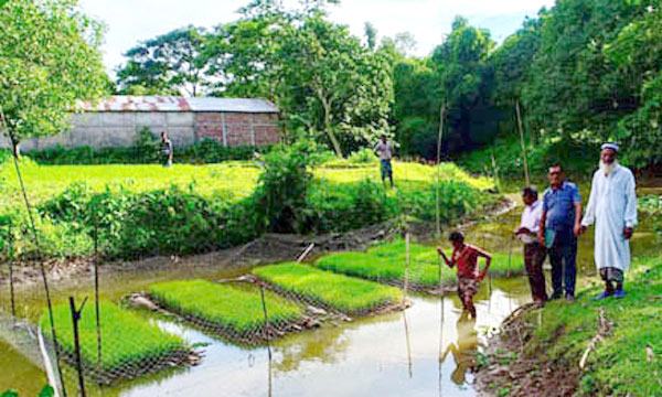 সুনামগঞ্জের হাওরে ভাসমান বীজতলায় গজিয়েছে ধানের চারা