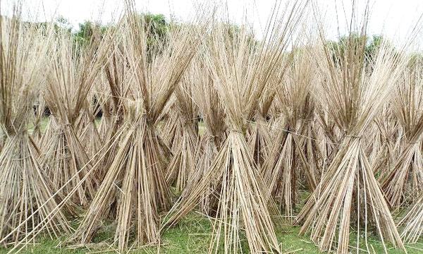দামুড়হুদায় পাটকাঠি এখন পান বরজের শলি