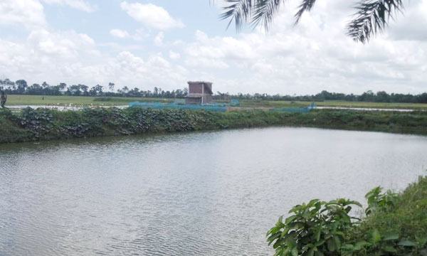 চৌগাছার এড়োল বিলে অপরিকল্পিত বাঁধ দিয়ে পানি নিষ্কাশন বন্ধ করে মাছ চাষ