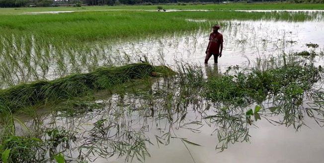 ঝালকাঠিতে বেড়িবাধ চান দুর্গতরা