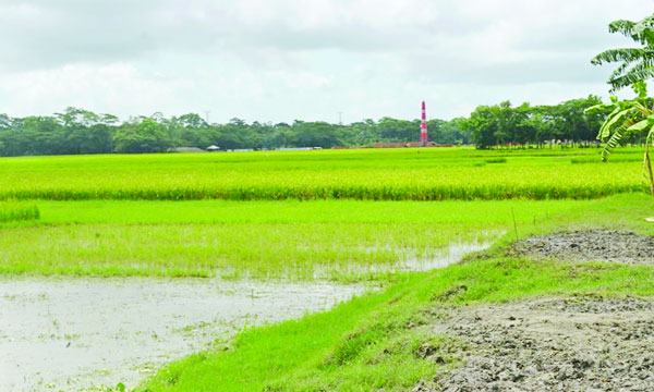আমতলীতে একই গ্রামে ৩ ইটভাটা হুমকিতে পরিবেশ ও ফসল