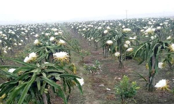 চৌগাছায় ড্রাগন চাষ করে অনেকে স্বাবলম্বী