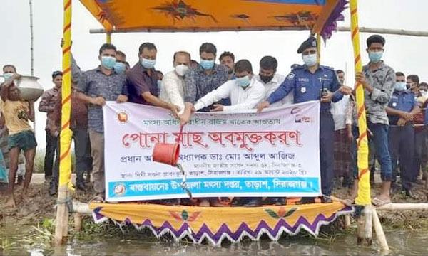 তাড়াশে উন্মুক্ত জলাশয়ে মাছের পোনা অবমুক্ত
