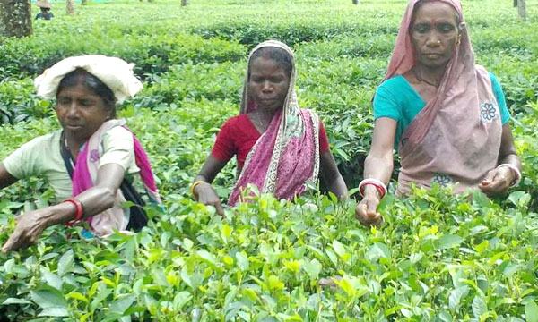 রুহিয়ায় চা পাতার মূল্য দ্বিগুণ