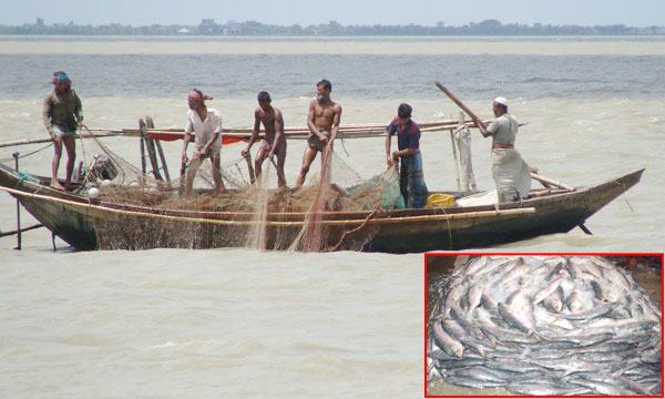 চাঁদপুরের পদ্মা-মেঘনায় ইলিশের আকাল