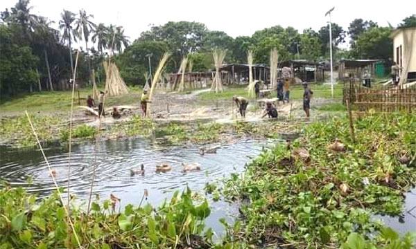 জীবননগরে পাটের ফলন ও দাম দুই-ই ভাল, কৃষকের মুখে হাসি