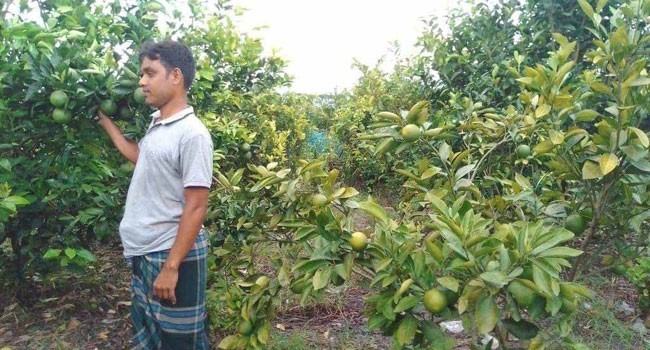 মাল্টা চাষে সফল বারিউল