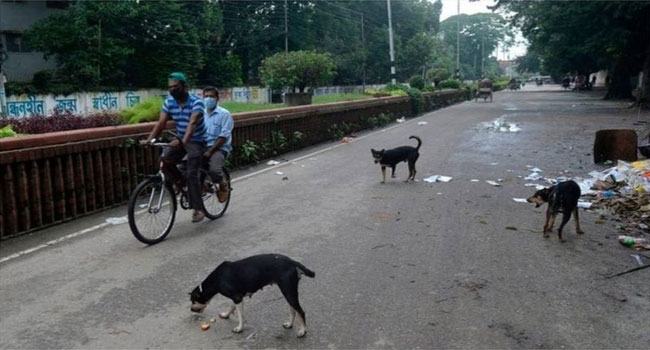 ঢাকার বেওয়ারিশ কুকুরের কি ব্যবস্থাপনা দরকার?