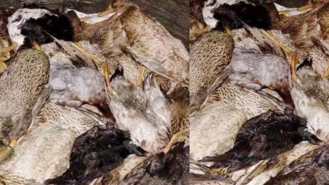 আগৈলঝাড়ায় শত্রুতার জেরে খামারের ১১০টি হাঁসের মৃত্যু